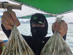 삼천포 광용호 쭈꾸미 조황입니다~! 쭈꾸미 팍팍 대박~~