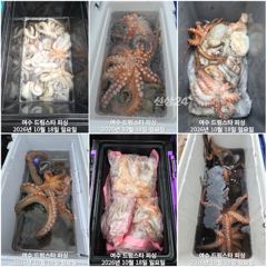 (여수 드림스타)돌문어사냥 다녀왔네요!~오늘도 마릿수굿! 씨알굿!