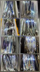 갈치 쏟아짐니다