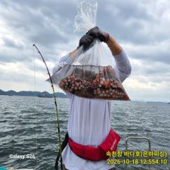 내만 문어 섬치기 키로급 부터 중치급 까지 목요일 야간 예약중
