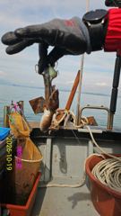 돌문어 좋아요