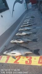 감성돔 마리수 조황
