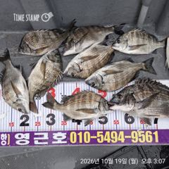 [마산] 진동 영근호 오늘 감성돔 조황 입니다
