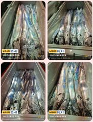 통영 뉴 아시아호>> 수중 속 대갈치와 사투 ~~ 오늘 자리 여유