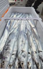 [통영] 오늘 자리있어요 10월20일 철수 통영갈치 신세계호 조황정보
