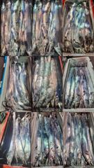 (갈치)5지4지3지 밤새피딩 쿨러 넘쳐요 초~대박 고고피싱(오늘예약)