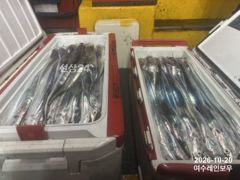 [여수레인보우] 10월20일 갈치 초대박조황