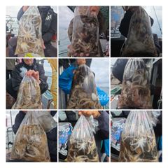 [사천] 비가와도 ~~ 쭈꾸미는 팍팍 올라오내요