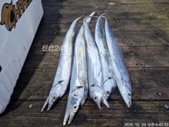 10.19 도시어부호 3명 야간 갈치 탐사 조황~~사이즈~~마리수 굿 조황
