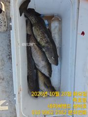 묵호항 대구조황입니다