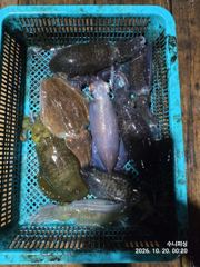 [거제] (내만 팁런)무늬무늬~가성비 최고 장원 15수 수니피싱(오늘예약…