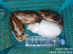 [고흥,녹동] 녹동돌문어 싸이즈좀보소~