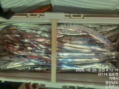 (갈치)매일 타작 中 3지전후 쌍걸이~폭팔적 뉴파트너호(21일 예약)