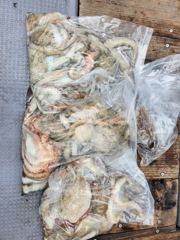 백호호 2.6kg 2.4kg 2.2kg 인생문어 장원 32마리(동영상조황)
