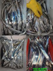 마산 원전항 잔영호 내만 갈치 조항 오늘 예약가능