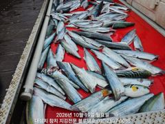 [경주] 10월 피크 시즌의 대삼치, 고시삼치, 방어들과 한판승부ㅡ예약중…