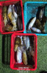 [진해] 팁런무늬오징어 내만손맛보려오세요 오늘자리여유있습니다