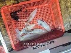 [진해] 내만 갈치 출조 내일 자리여유많음 준내만 텐빈 3지급 갈치 ,한…