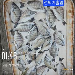 [고성] 병산 감성돔 마리수 선외기흘림조황~
