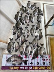 진동(행운호)35외 감성돔 마릿수 조황(27수)