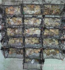 (내일야간문어예약중) 15분이서 물때좋아 여기저기쭉쭉뽑고~