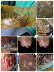 [포항] 돌문어실시간!! 대중소 버라이어티