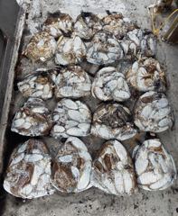 10월20일 갑오징어&쭈꾸미조황