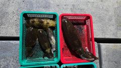 아라피싱 21일 무늬 야간 팁런 키로외 촥촥 쭉쭉