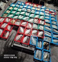 [남해] 무늬오징어