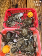 오동통 가을 주꾸미&갑오징어 금,토,일~ 예약가능