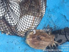 야간문어는 오늘로써종료 내일 부터는 돼지뚱 왕갑오징어 사냥