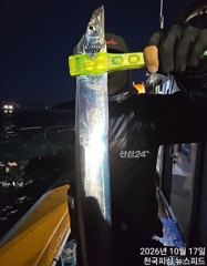 [진해] 내만갈치금토일출항합니다