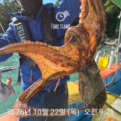 [사천] 씨알 좋은 문어가!