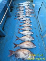 [부산] <삼성낚시>참돔5짜5짜4짜4짜4짜4짜,부시리 조황