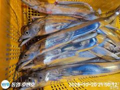 [통영] {통영호반호}내일 갈치 정상출항~~여유~