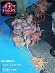 여수 반하나호 문어 만쿨조황