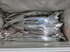 10월 22일 야간 갈치낚시 조황 정보 씨알좋고
