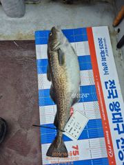 [동해,삼척] 임원항태평양호 왕대구 조황입니다