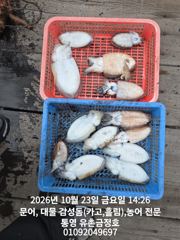 [통영] 통영 금정호 문어낚시 매일 대박입니다 내일과 주말 자리있습니다