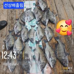 [고성] 병산 감성돔45,43,42,4짜외 마리수 선상배 &선외기흘림조…