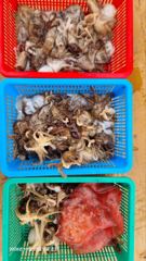 [마산] 구산면 썬피싱 ㅡ 쭈꾸미 마릿수 손맛~!! 내일 출조합니다~!