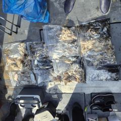 10월23일 가이아호 오늘의조황