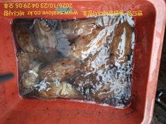 갑오징어 조황 입니다