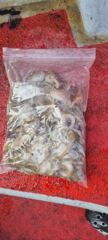 [시간낚시] 10월 23일 인천배낚시 덕적호 쭈갑 조황사진 2부