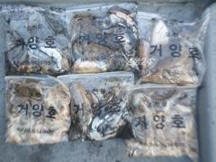오천거양호10월23일 8人독선,우럭,쭈.갑 병행출조 조황입니다