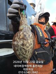 군산 대호피싱 10월23일 쭈 갑 나왔습니다 신발짝 싸이즈되는 갑오징어부터 문어만한 쭈꾸미까지 잘 나오네요
