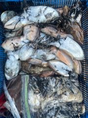 10월23일 뉴순풍호 조황정보