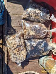 쭈꾸미 주서담으로갑니다