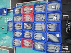 [포항] 해마호 야간 무늬팁런 굿입니다..^^