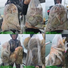 [사천] 24일)문어조황, 25일(일): 문어(원도권) 잔여자리 있습니다…